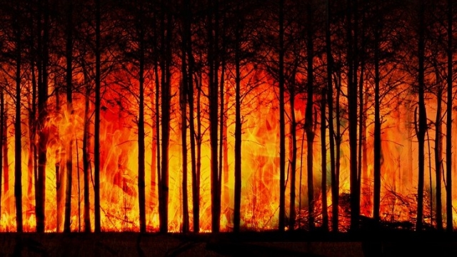 Страны G7 обсудят «конкретные меры» борьбы с лесными пожарами на Амазонке