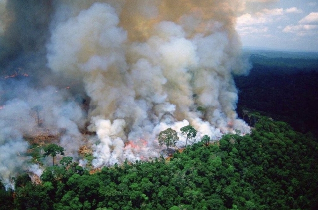 США «глубоко обеспокоены» лесными пожарами в Бразилии — Reuters