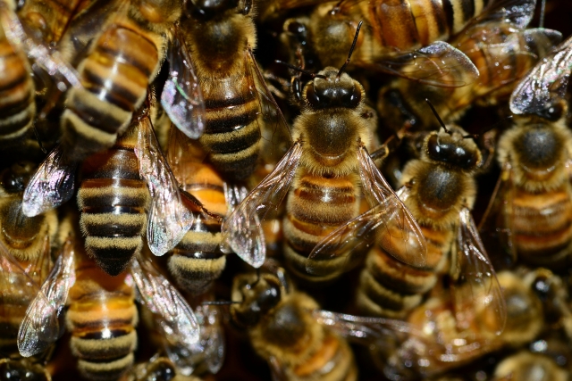 Курские пасечники снова заявляют о массовой гибели пчёл