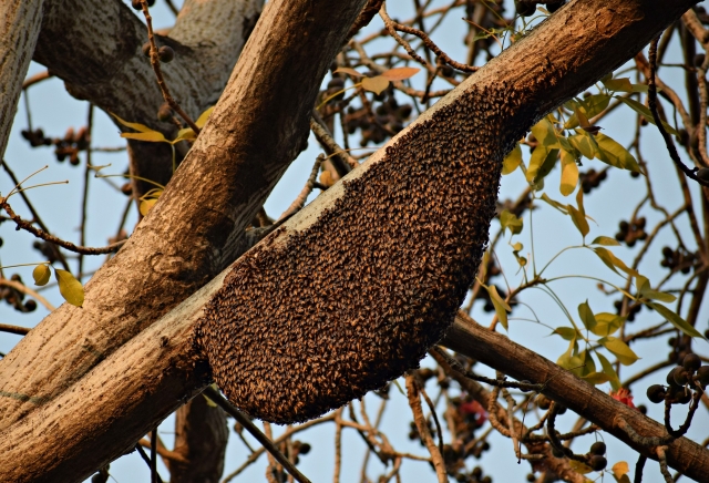 Липецких аграриев оштрафовали за массовую гибель пчёл