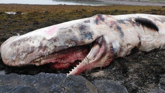 На берегу Баренцева моря обнаружили мертвого кита