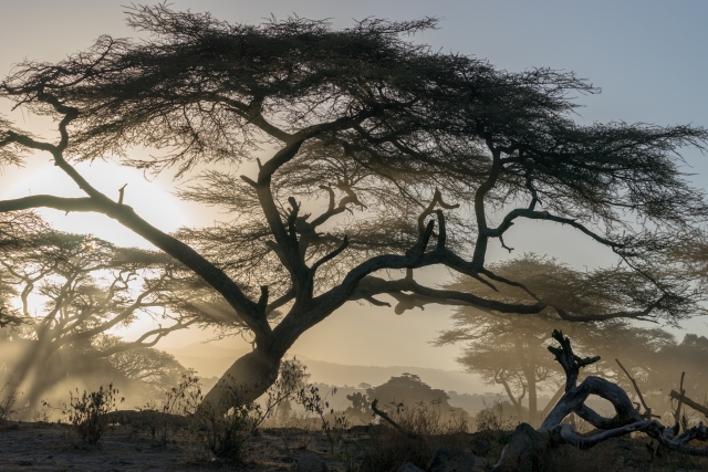 ООН: высаженные в Эфиопии деревья помогут преодолеть изменения климата
