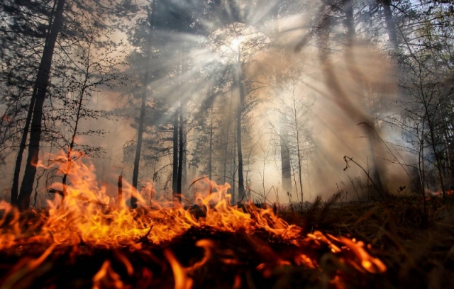 Лесной пожар начался в Киевской области недалеко от Чернобыля