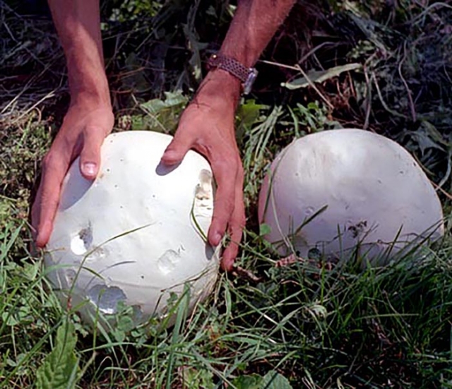 Гигантские грибы выросли на поле в Псковской области