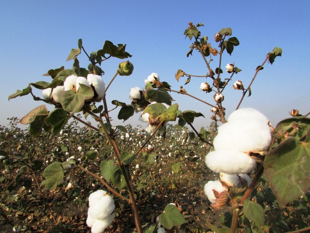 На севере Туркмении стартовала кампания по сбору урожая хлопка