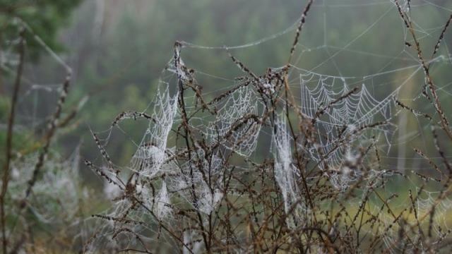 Пауки из национального парка предсказали морозную зиму в Красноярском крае