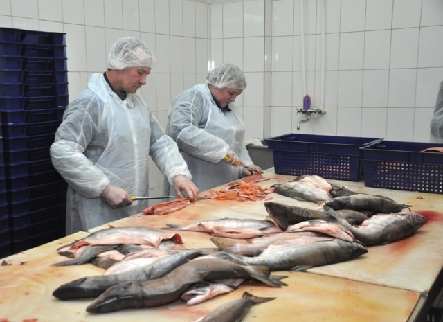 На «Пошехонском рыбзаводе» полгода не платят зарплату рабочим