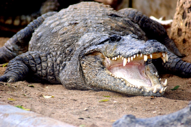 Грузовой автомобиль сбил крокодила в Подмосковье