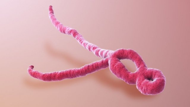 Минздрав Танзании отрицает, что скрывает лихорадку Эбола