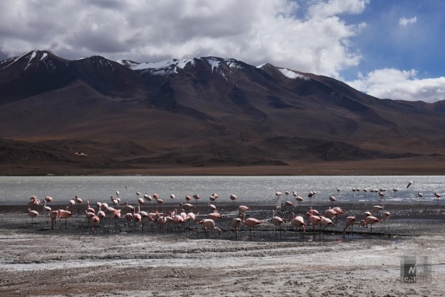 Стаи фламинго в Лагуне Колорадо. В тёплый сезон лагуна становится средой обитания несколько тысяч фламинго. Боливия