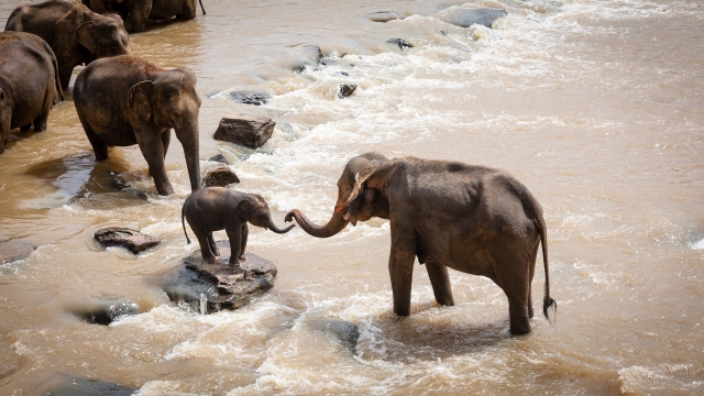 На юге Таиланда пять слонов погибли в водопаде, спасая слоненка