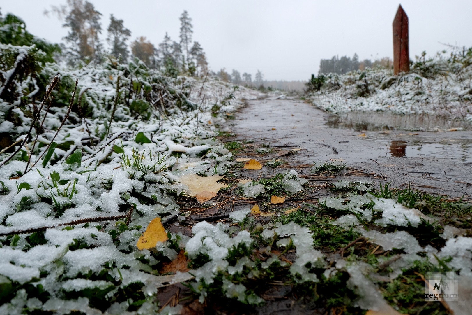 Россия выпал снег. Первый снег. Первый снег в лесу. Ноябрь первый снег. Падал первый снег.