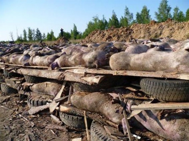 На ферме южнокорейского Ёнчхона вновь зафиксировали гибель свиней