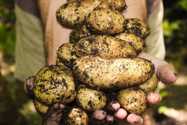 Тюменские аграрии по урожайности картофеля обогнали весь Урал и Сибирь