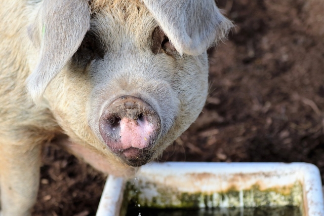Ущерб от африканской чумы свиней в Приамурье составил более 1 млрд рублей
