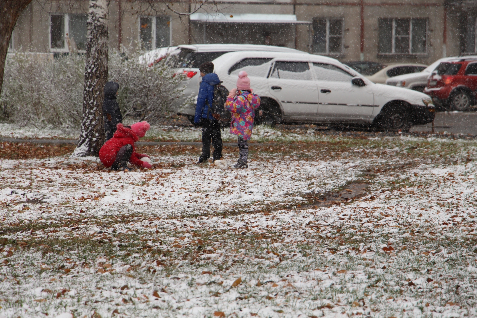 Выпал снег он мягкий. Первый снег в Новосибирске. В Новосибирске выпал снег. Выпавший снег. Выпал первый снег.