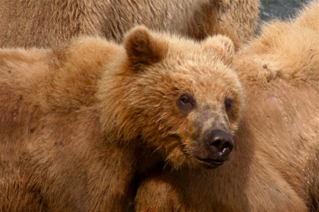 Власти Коми разрешили отстрел медвежат