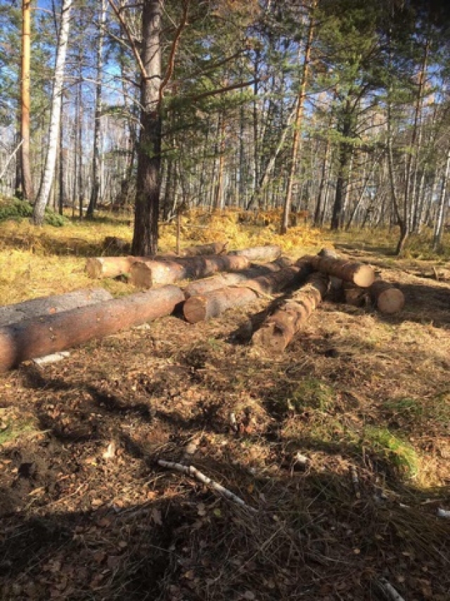 В Красноярском крае незаконно вырубили лес на 11 млн рублей