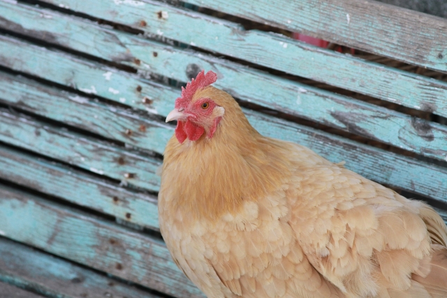 В Латвии в польской курятине снова нашли сальмонеллу