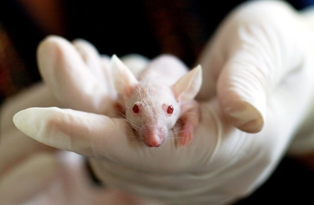Разобраться со вспышкой гаффской болезни в Тюменской области помогут мыши
