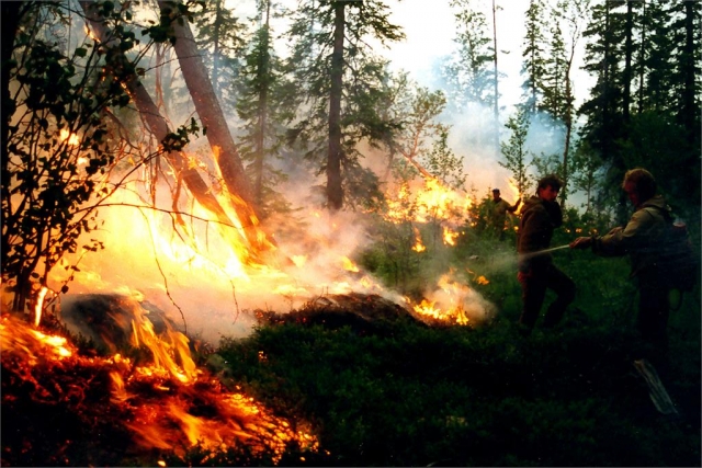 В Калужской области в 2019 году ликвидировали 46 лесных пожаров
