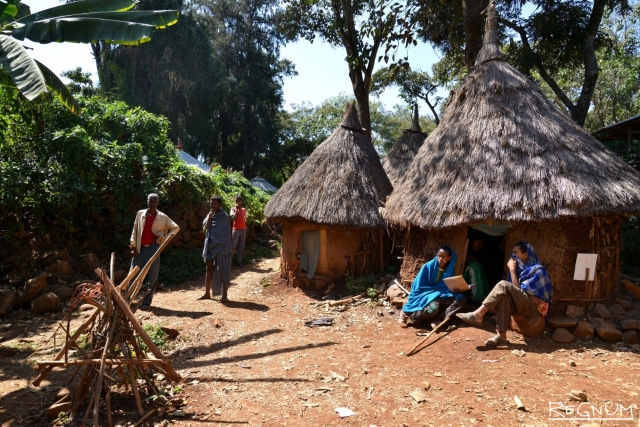 Эксперты: разведение насекомых поможет устойчивому развитию Эфиопии