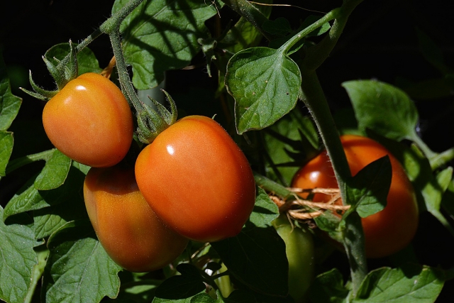 Тюменская область стала первой по урожайности овощей в России