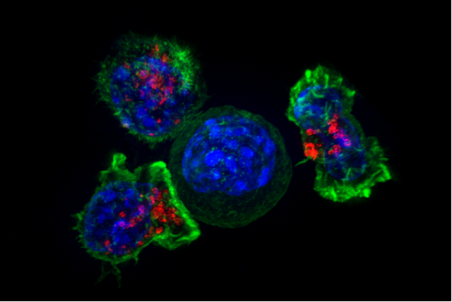 Ученые нашли соединение, помогающее иммунной системе обнаружить клетки рака