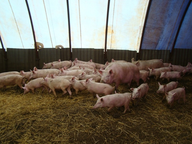 Свиноводческий комплекс на 6000 основных свиноматок полного цикла thumbnail