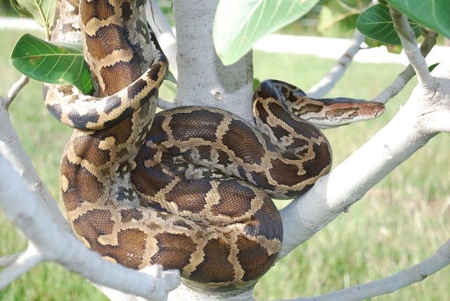 Тело женщины, разводившей змей, было обнаружено с питоном на шее в США
