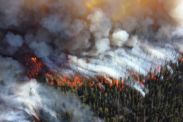Трамп раскритиковал губернатора Калифорнии из-за лесных пожаров