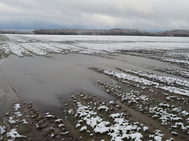 В Солецком районе Новгородской области из-за паводка погиб урожай