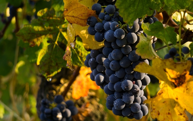Госдума обсудит законопроект о поддержке виноделия в РФ