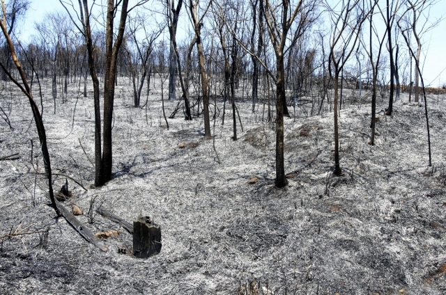 В Туве площадь сгоревших за сезон лесов снизилась вдвое