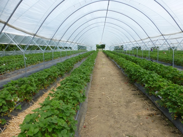 Клубнику и томаты вырастят в новом тепличном комплексе в Северной Осетии