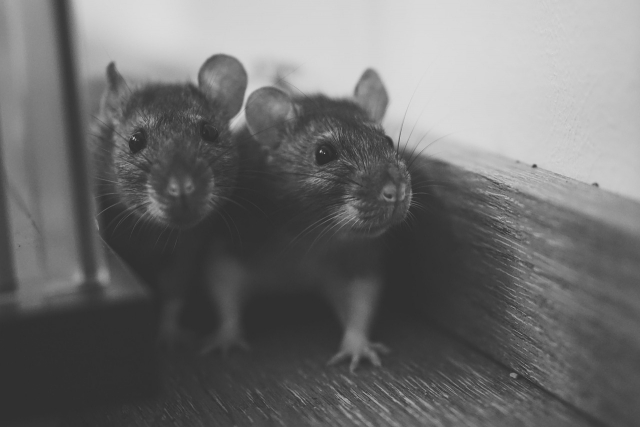 В Эстонии крысы разрушили систему цифровых госуслуг