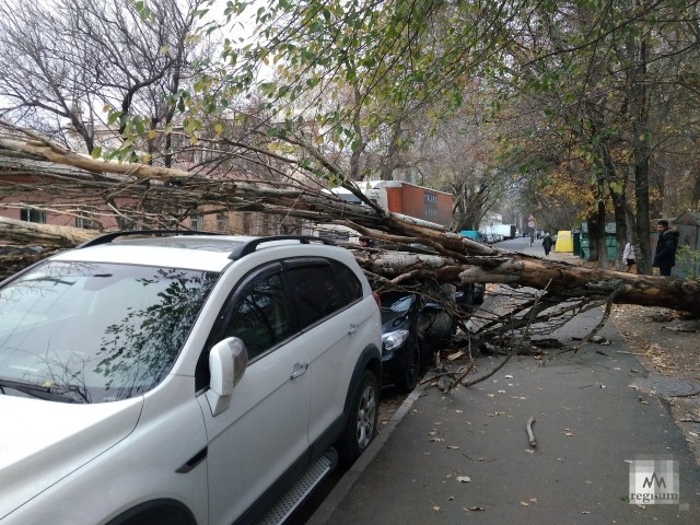 Сильный ветер в Симферополе валит деревья на автомобили