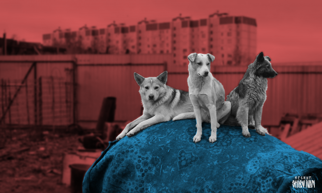 Целый город в Приамурье держат в страхе стаи собак: защиты от них нет