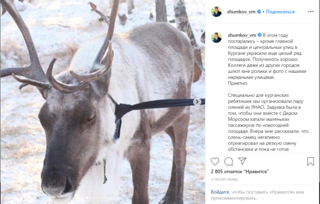 Глава Зауралья сообщил о новогоднем стрессе ямальского оленя