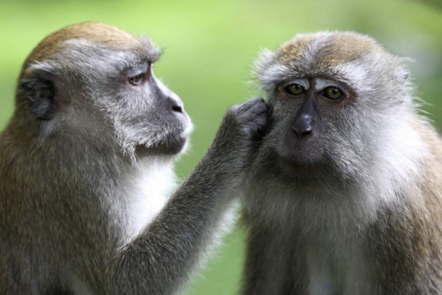 В Калуге из центра реабилитации диких животных украли 10 обезьян