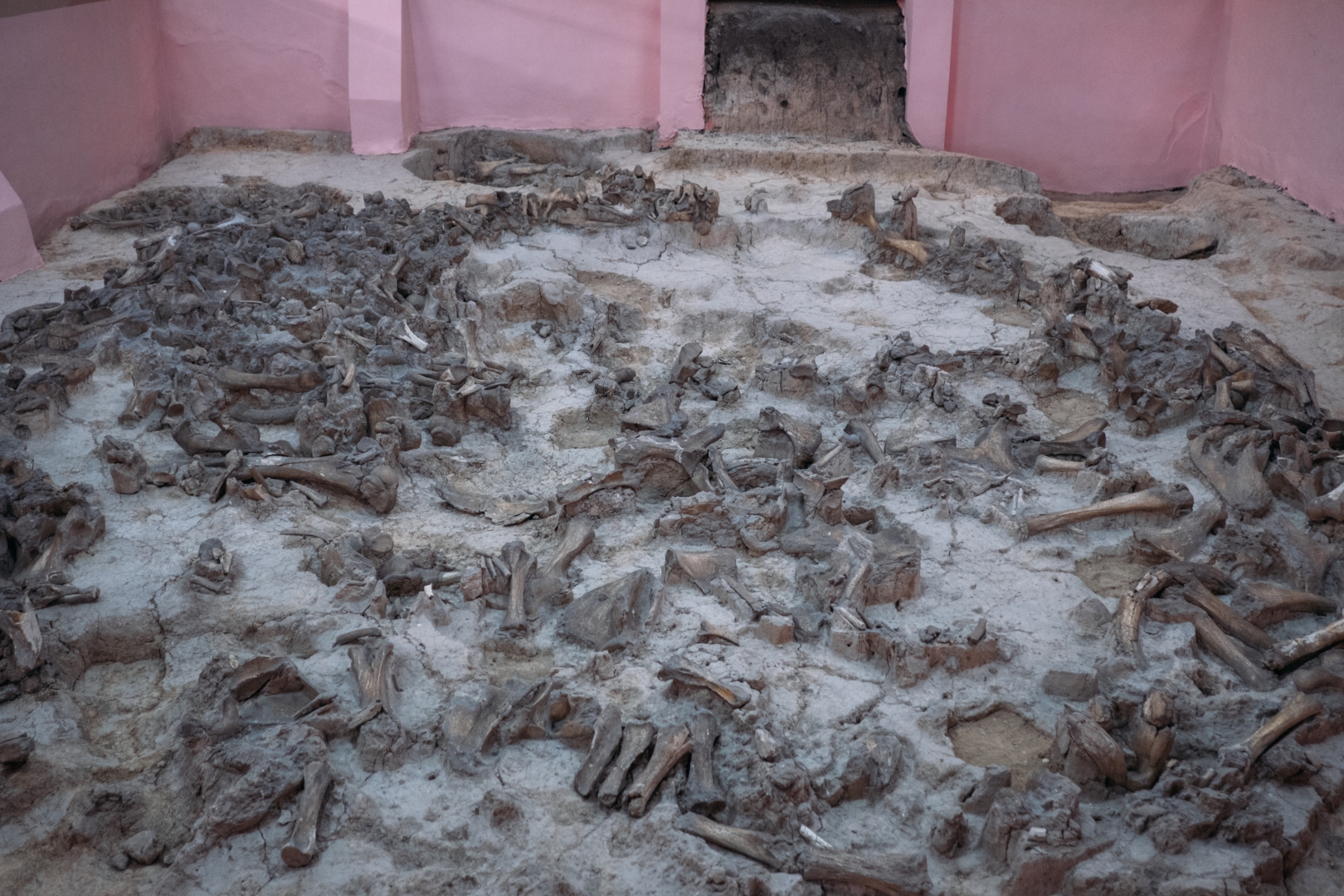 Останки жилища из костей мамонтов в музее «Костенки», датируется возрастом 20 тысяч лет