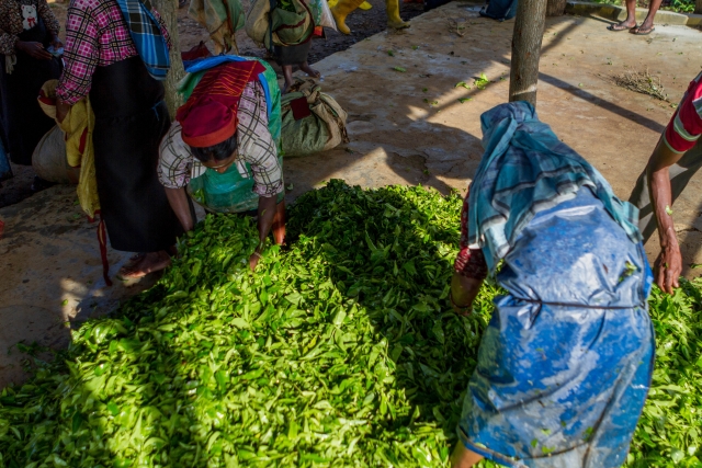 Женщины готовят листья к сбору в мешки для взвешивания