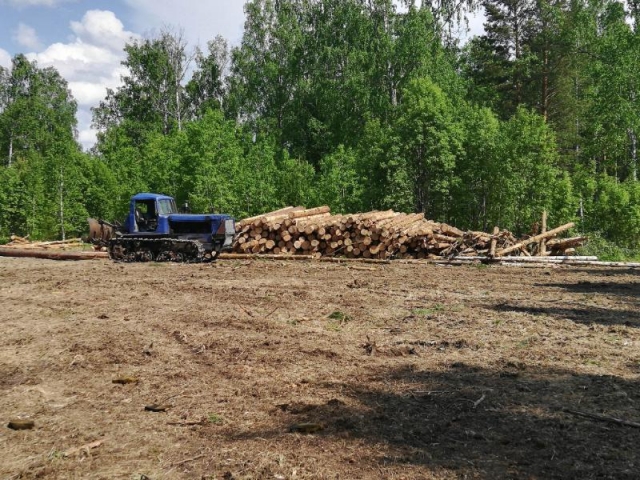 В Берёзовском районе Красноярского края вырубают лес 