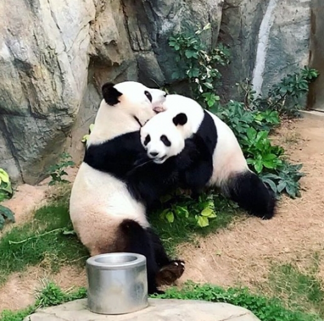 Плюсы карантина: в Гонконге панды впервые за 10 лет занялись любовью