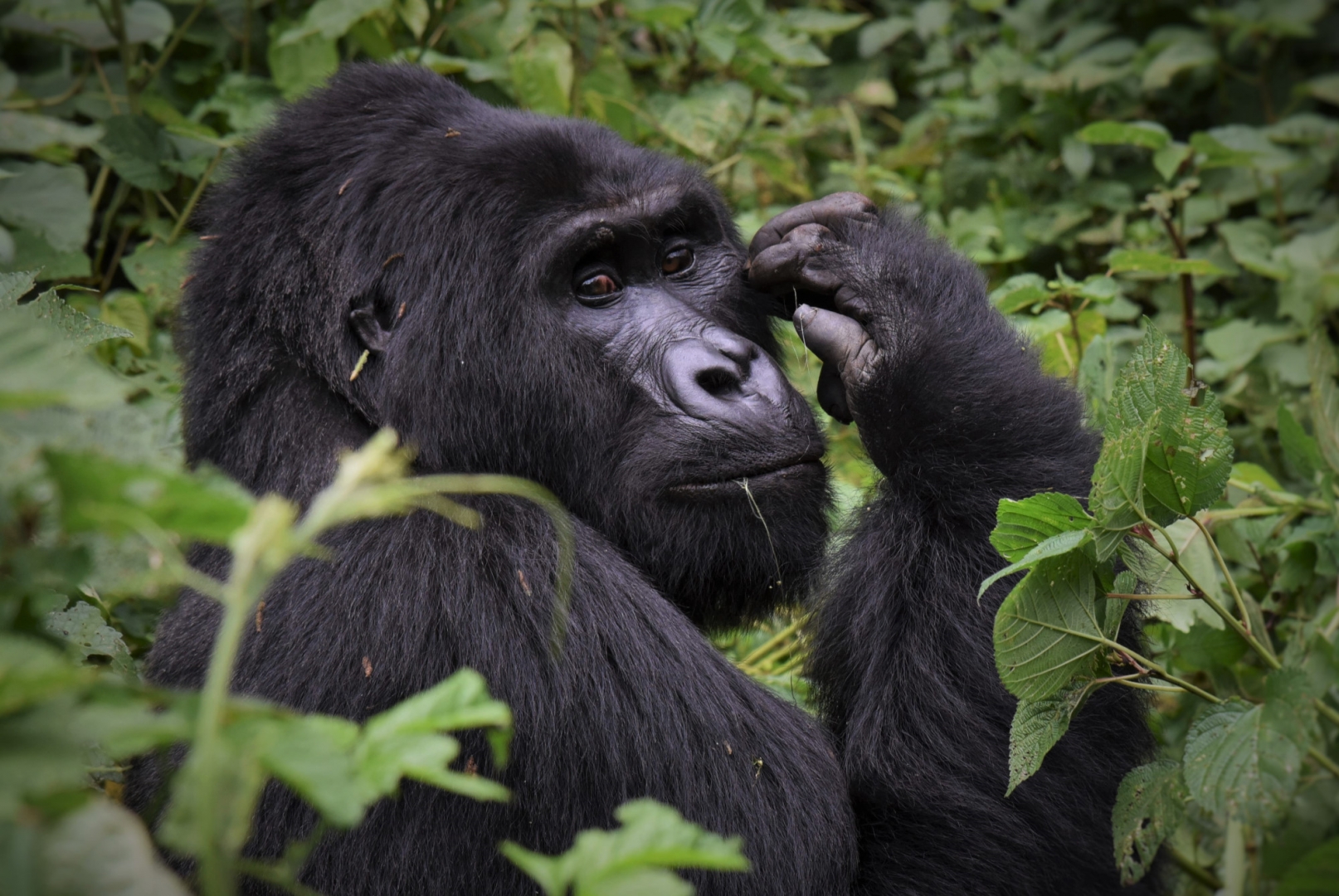 Горные гориллы являются самыми крупными приматами, после своих восточных равнинных родственников