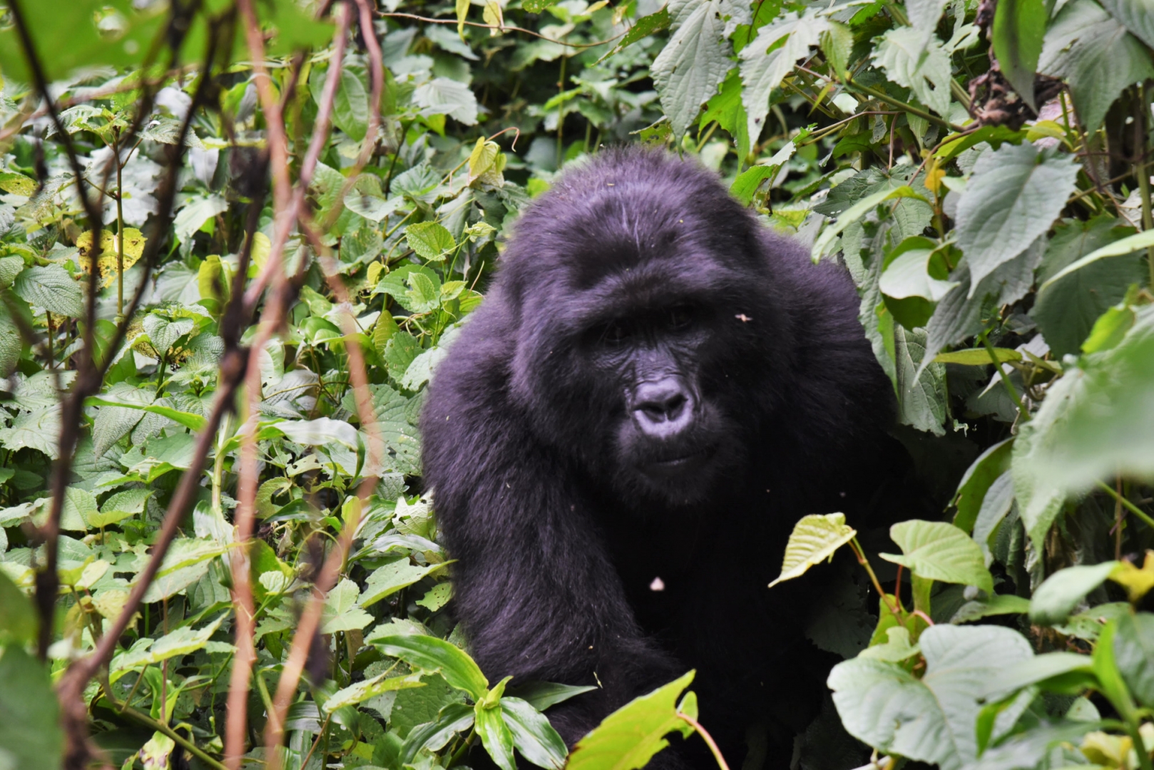 Горные гориллы живут только в двух областях африканского континента: в регионе Бвинди, и в пограничном треугольнике Уганды, Руанды, Демократической Республики Конго вокруг вулканов Вирунга