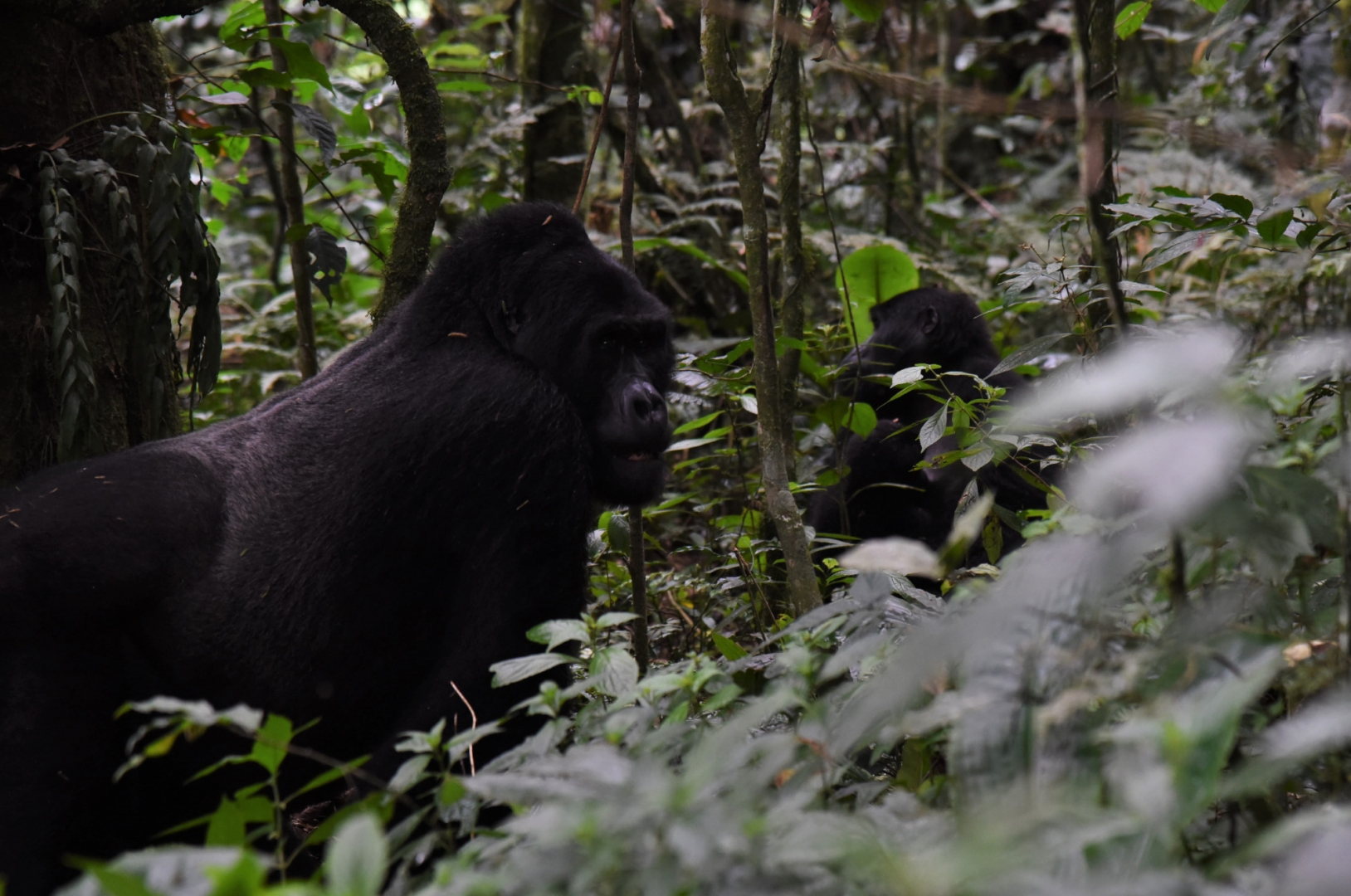 Из-за массы тела, достигающей у самцов до 200 кг, горные гориллы проводят большую часть времени на поверхности земли, передвигаясь на четырёх конечностях