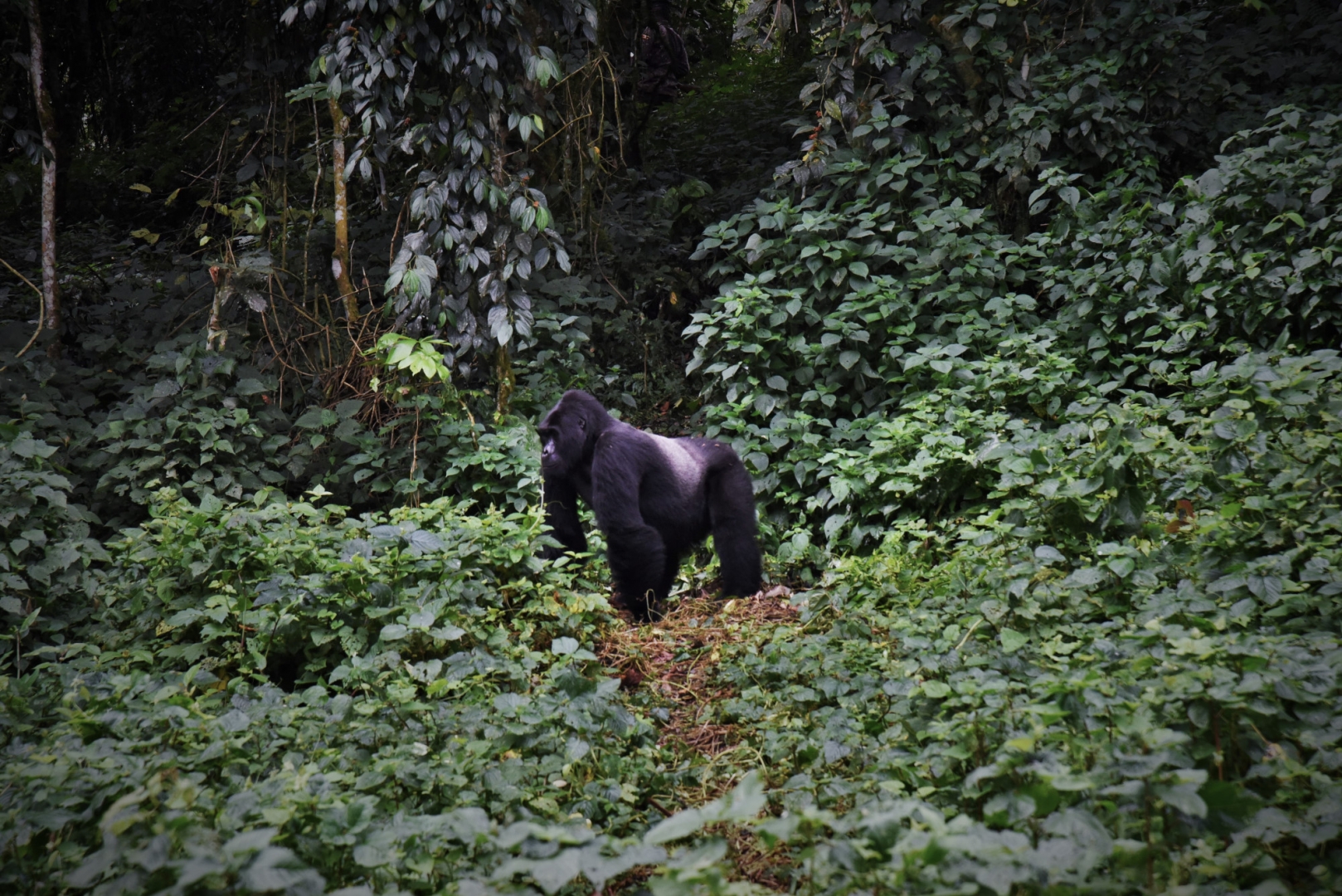 Группы горилл, проживающих в низинах, мигрируют меньше, чем группы из более высоких регионов из-за доступности сбора фруктов