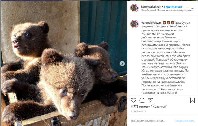 Волонтёры из Тюмени и Челябинска спасли трёх медвежат из Югры