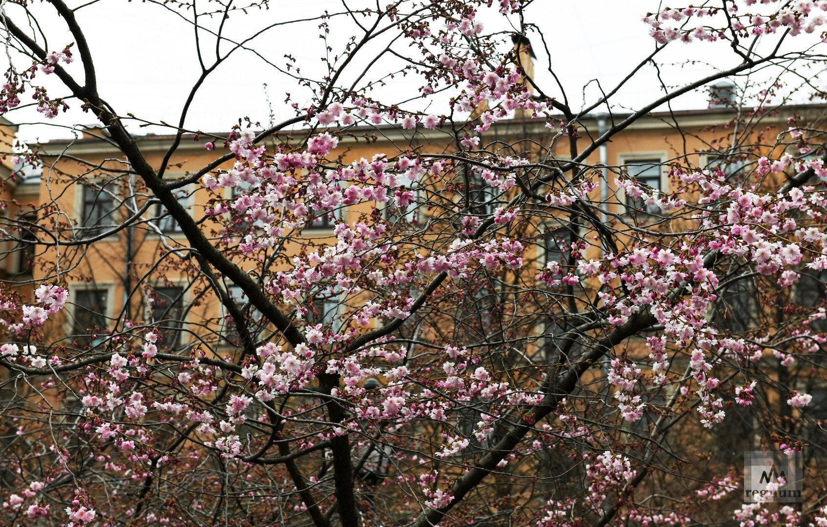 В питере цветет сакура фото